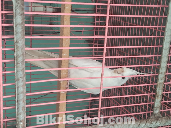 Albino cockatiel red eyes 1 pair